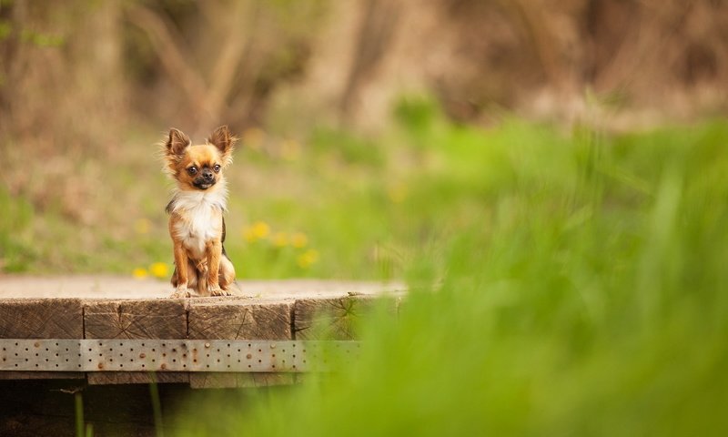 Обои взгляд, собака, чихуахуа, look, dog, chihuahua разрешение 1920x1200 Загрузить