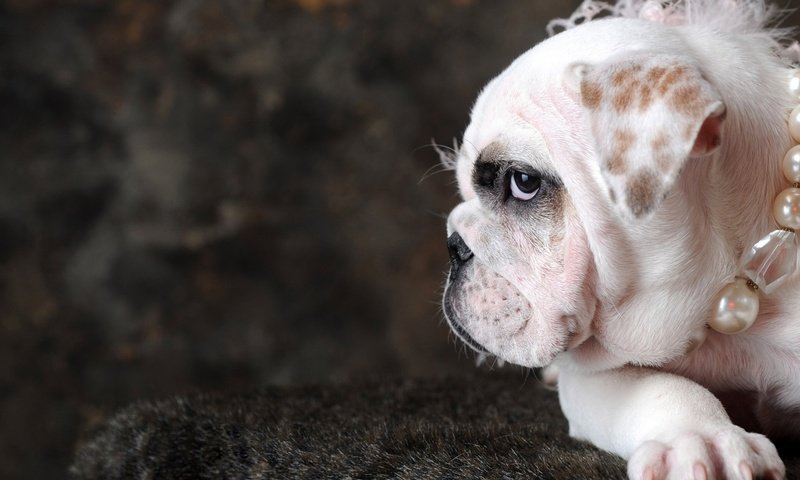 Обои собака, бусы, жемчуг, бульдог, английский бульдог, dog, beads, pearl, bulldog, english bulldog разрешение 1920x1200 Загрузить