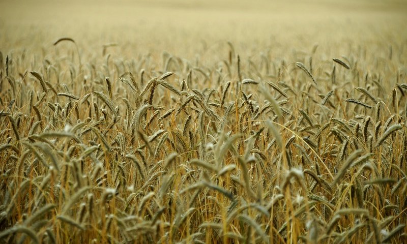 Обои поле, колосья, пшеница, стебли, field, ears, wheat, stems разрешение 1920x1275 Загрузить