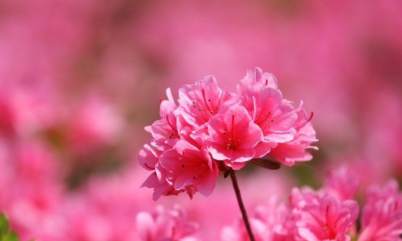 Обои цветы, макро, лепестки, розовые, азалия, flowers, macro, petals, pink, azalea разрешение 2048x1385 Загрузить