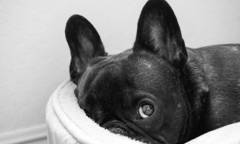 Обои черный, собака, французский бульдог, black, dog, french bulldog разрешение 2560x1600 Загрузить