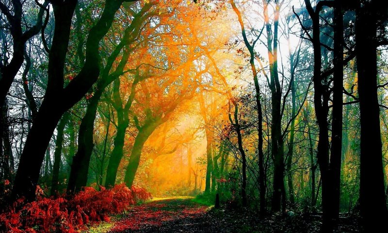Обои солнце, природа, лес, красота, тропа, чаща, the sun, nature, forest, beauty, trail, thicket разрешение 2560x1600 Загрузить