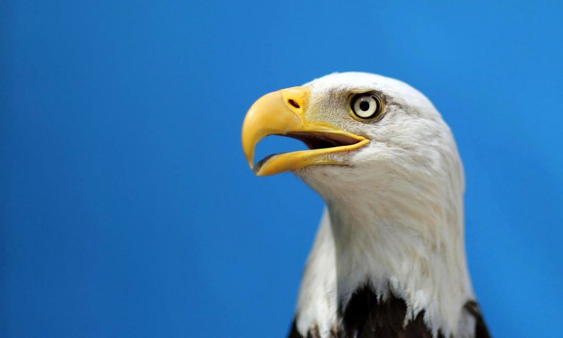 Обои птица, клюв, белоголовый орлан, хищная, bird, beak, bald eagle, predatory разрешение 2048x1536 Загрузить