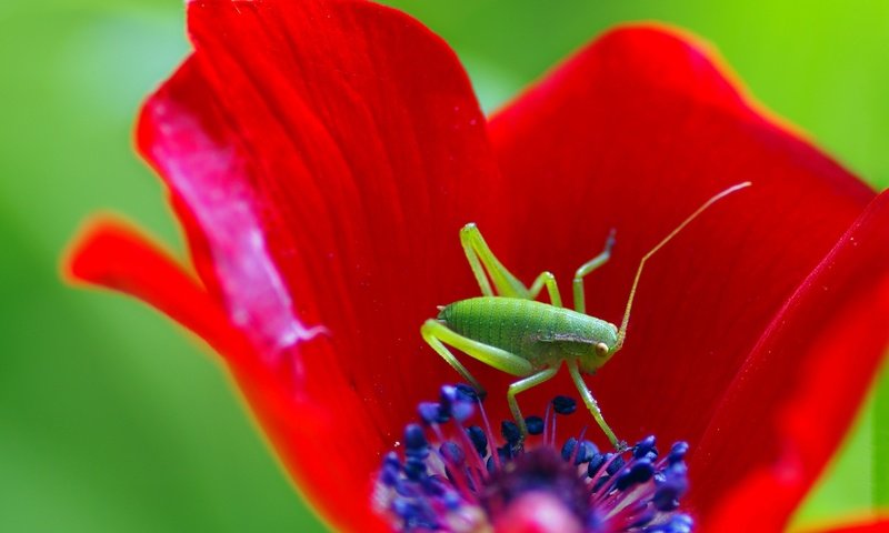 Обои макро, насекомое, цветок, мак, кузнечик, ziva & amir, macro, insect, flower, mac, grasshopper разрешение 3023x2174 Загрузить