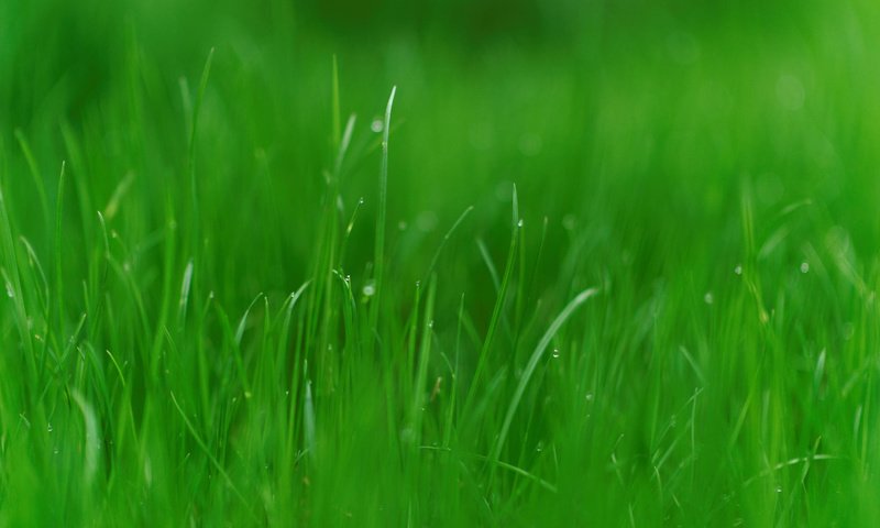 Обои трава, природа, зелень, макро, ава, grass, nature, greens, macro, ava разрешение 2048x1367 Загрузить
