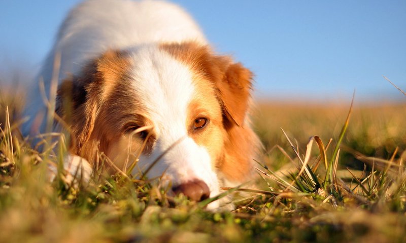 Обои трава, мордочка, взгляд, собака, австралийская овчарка, grass, muzzle, look, dog, australian shepherd разрешение 1920x1200 Загрузить