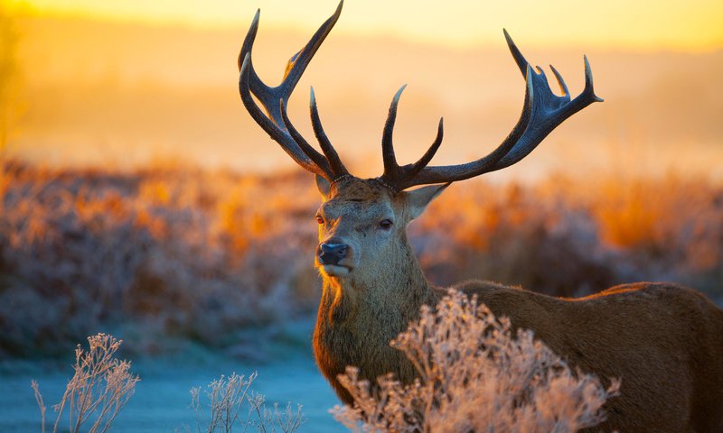 Обои растения, олень, закат, иней, рога, plants, deer, sunset, frost, horns разрешение 5616x3744 Загрузить