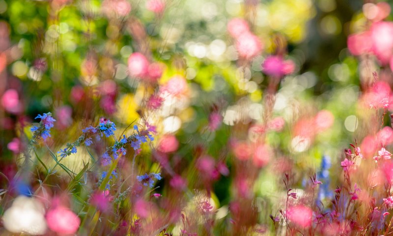 Обои цветы, природа, лето, полевые цветы, боке, flowers, nature, summer, wildflowers, bokeh разрешение 2048x1185 Загрузить