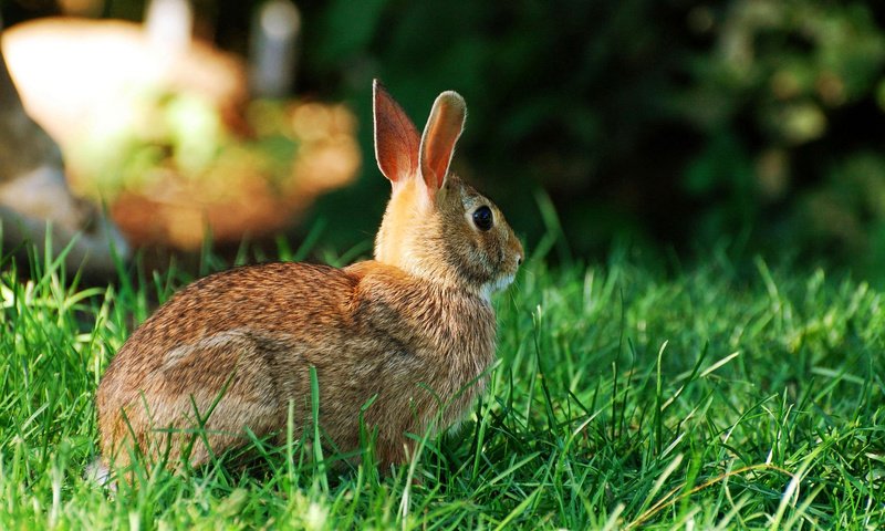 Обои трава, заяц, зайчик, grass, hare, bunny разрешение 1920x1200 Загрузить