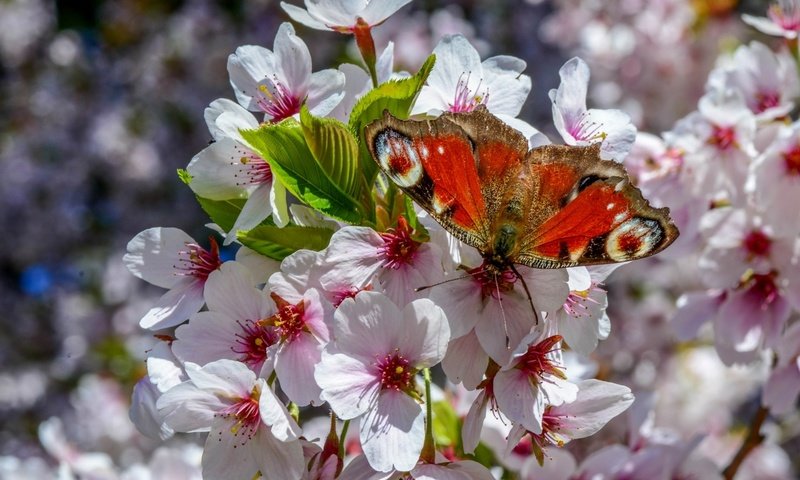 Обои дерево, цветение, насекомое, бабочка, крылья, весна, tree, flowering, insect, butterfly, wings, spring разрешение 2048x1365 Загрузить