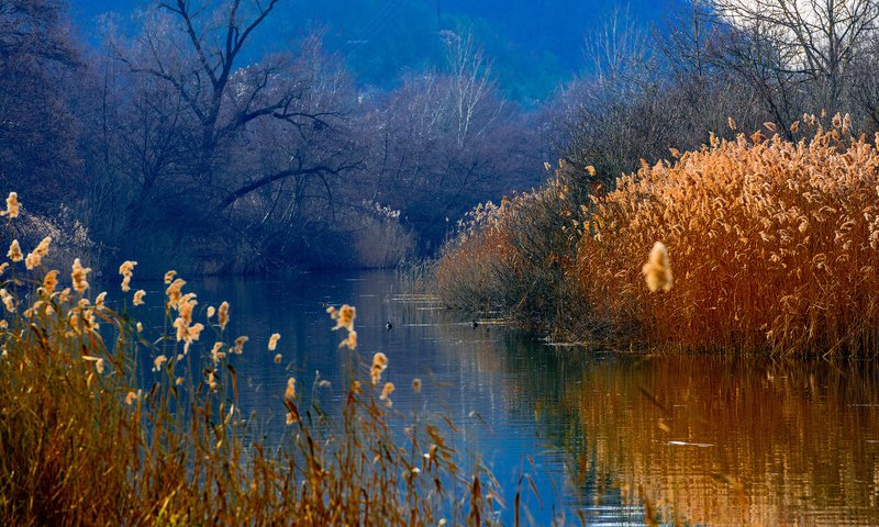 Обои озеро, горы, лес, утки, камыш, lake, mountains, forest, duck, reed разрешение 1920x1080 Загрузить