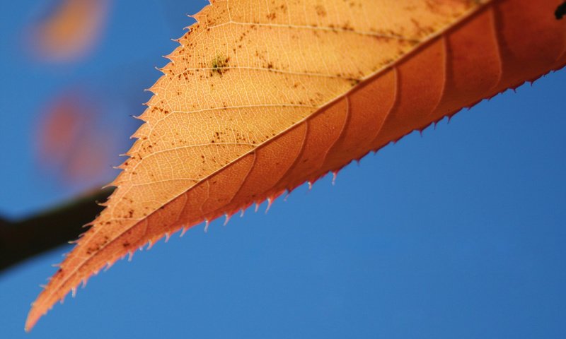 Обои небо, природа, макро, осень, лист, the sky, nature, macro, autumn, sheet разрешение 2560x1600 Загрузить