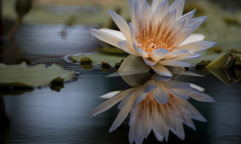 Обои вода, отражение, цветок, лилия, кувшинка, нимфея, водяная лилия, water, reflection, flower, lily, nymphaeum, water lily разрешение 2048x1356 Загрузить