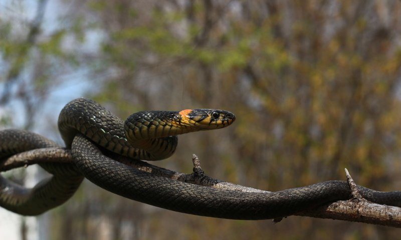 Обои ветка, природа, дерево, уж, змея, branch, nature, tree, so, snake разрешение 1920x1280 Загрузить