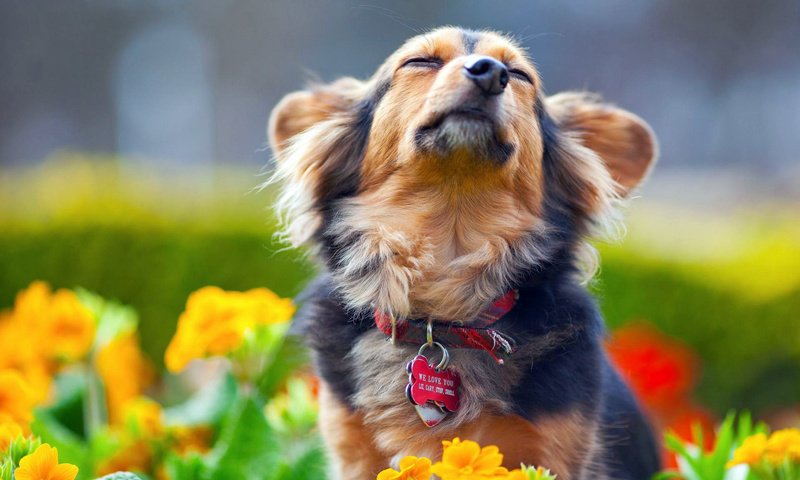 Обои цветы, мордочка, собака, ошейник, удовольствие, flowers, muzzle, dog, collar, fun разрешение 1920x1200 Загрузить