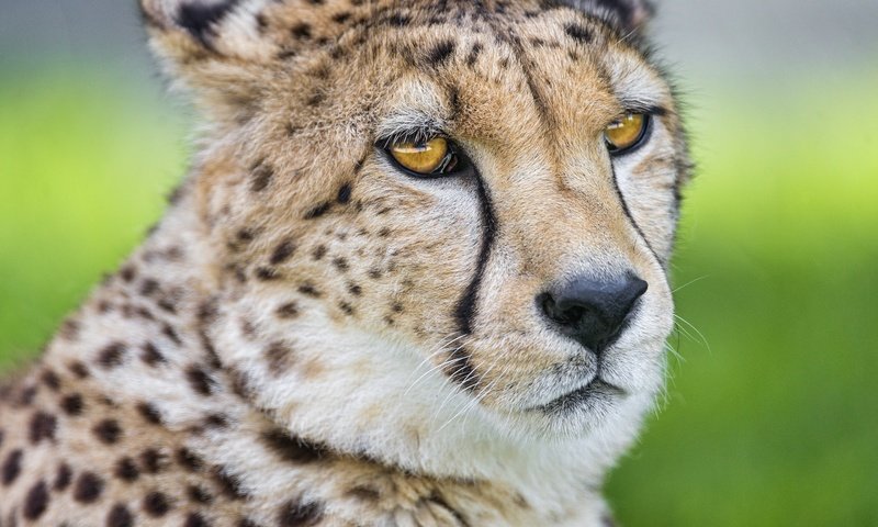 Обои морда, взгляд, хищник, большая кошка, гепард, face, look, predator, big cat, cheetah разрешение 2880x2057 Загрузить