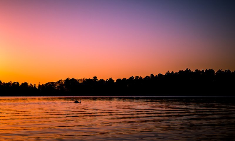 Обои озеро, закат, птица, лебедь, финляндия, сеурасаари, хельсинки, lake, sunset, bird, swan, finland, seurasaari, helsinki разрешение 3360x2100 Загрузить