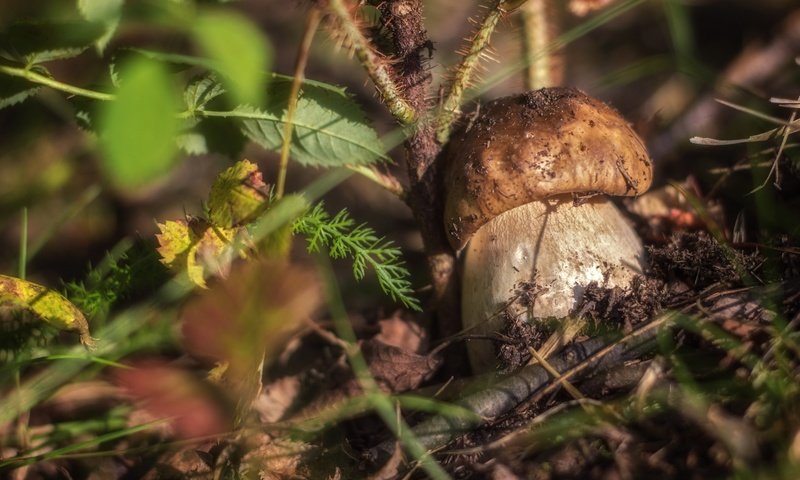 Обои трава, природа, макро, гриб, боровик, grass, nature, macro, mushroom, borovik разрешение 2400x1532 Загрузить