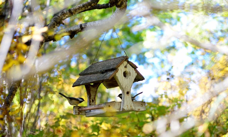 Обои осень, птицы, домик, кормушка, синицы, autumn, birds, house, feeder, tits разрешение 2048x1356 Загрузить