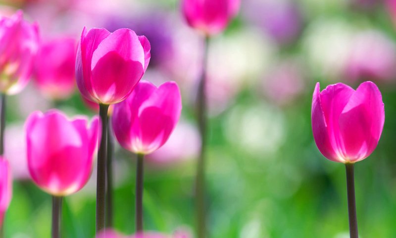 Обои цветы, сад, весна, тюльпаны, розовые, flowers, garden, spring, tulips, pink разрешение 1920x1200 Загрузить