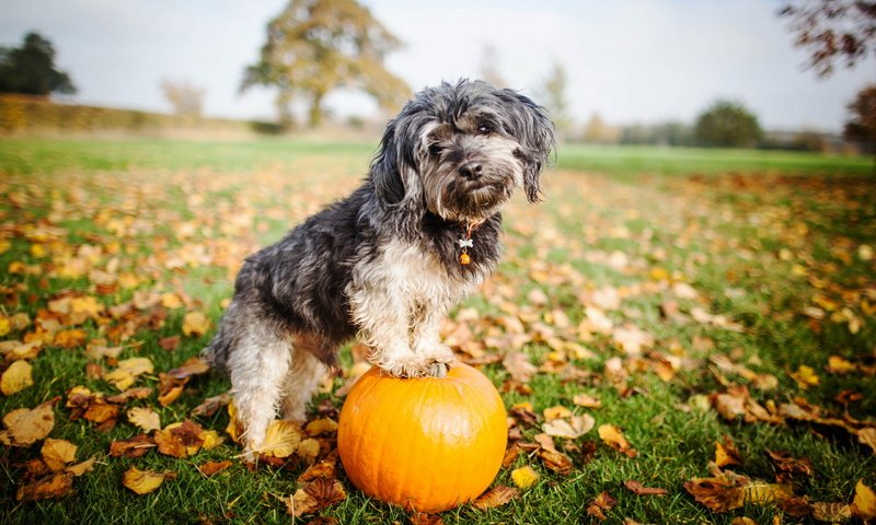 Обои взгляд, собака, друг, тыква, look, dog, each, pumpkin разрешение 2560x1600 Загрузить