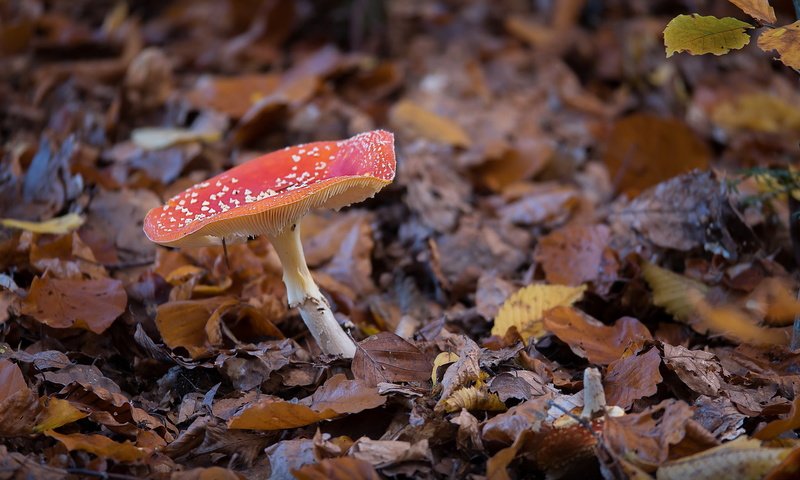 Обои природа, осень, гриб, nature, autumn, mushroom разрешение 2047x1352 Загрузить