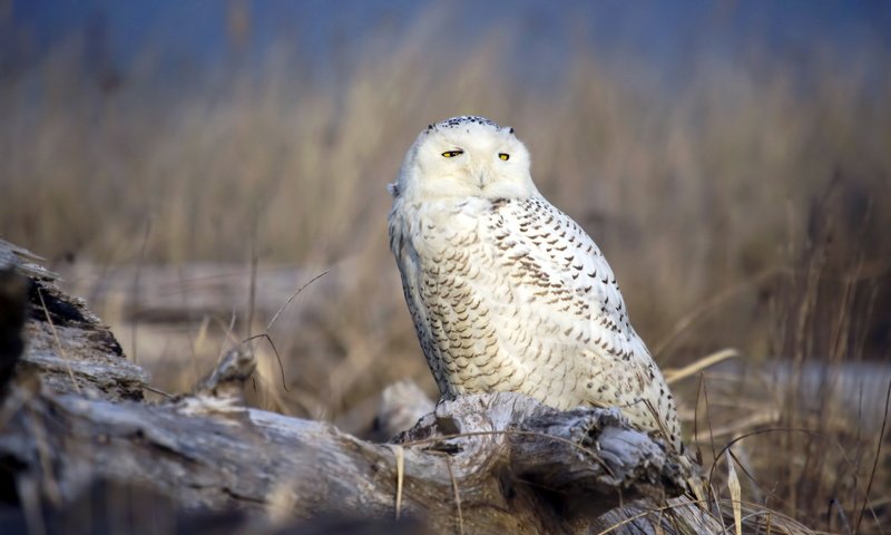 Обои сова, природа, птица, полярная сова, белая сова, owl, nature, bird, snowy owl, white owl разрешение 1920x1200 Загрузить