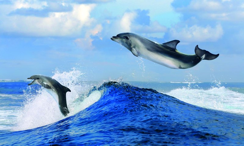 Обои облака, волны, море, горизонт, дельфины, clouds, wave, sea, horizon, dolphins разрешение 2800x1750 Загрузить