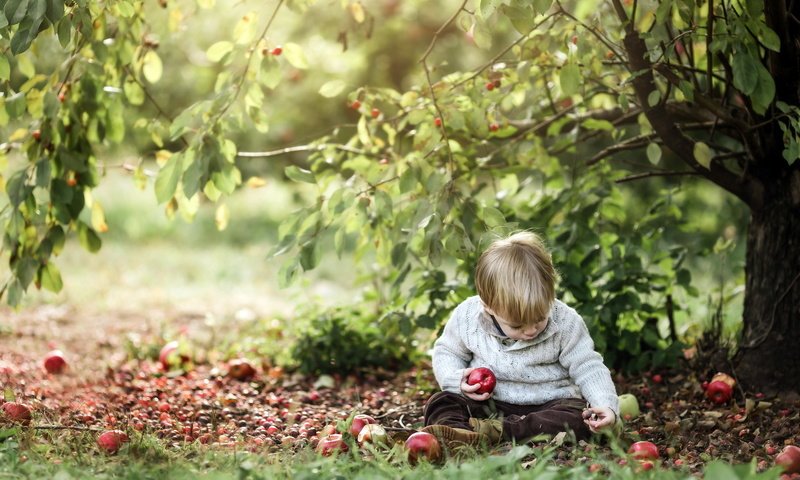 Обои природа, яблоки, мальчик, nature, apples, boy разрешение 2048x1365 Загрузить