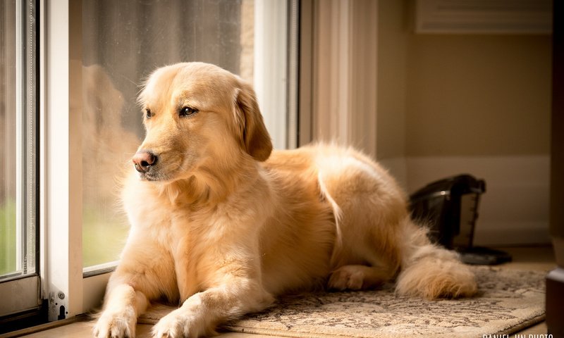 Обои взгляд, собака, друг, золотистый ретривер, look, dog, each, golden retriever разрешение 2048x1365 Загрузить