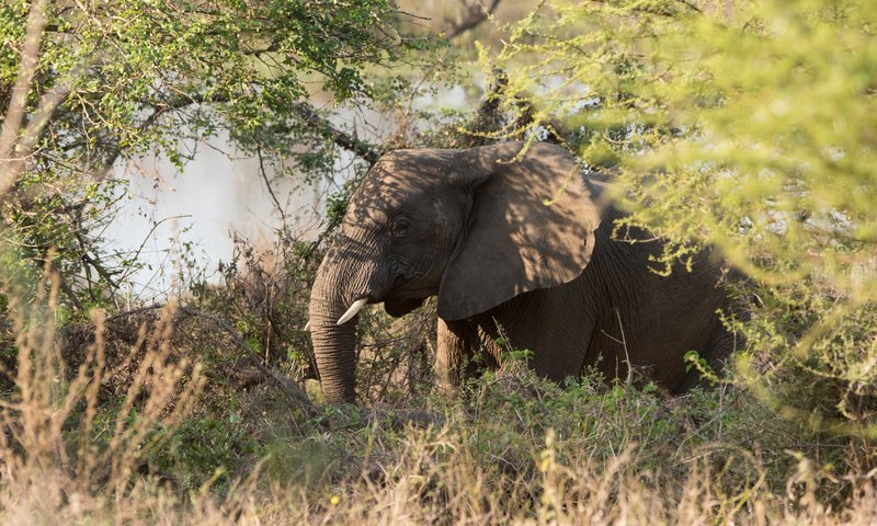 Обои трава, природа, зелень, слон, африка, grass, nature, greens, elephant, africa разрешение 2048x1367 Загрузить