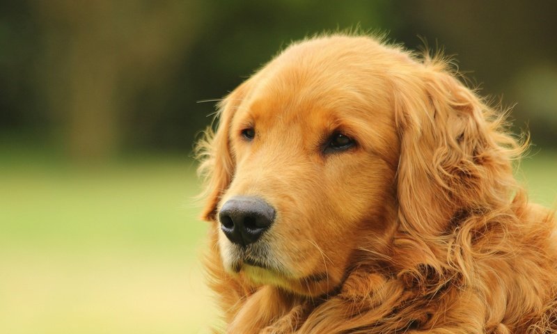 Обои морда, портрет, собака, золотистый ретривер, голден ретривер, face, portrait, dog, golden retriever разрешение 2048x1365 Загрузить