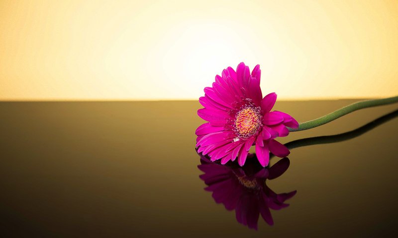 Обои фон, цветок, гербера, background, flower, gerbera разрешение 2048x1135 Загрузить