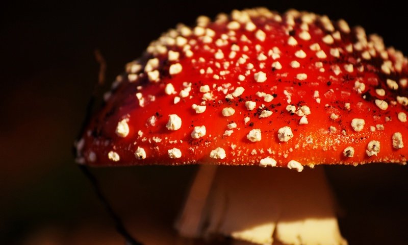 Обои природа, фон, гриб, мухомор, крупным планом, nature, background, mushroom, closeup разрешение 2880x1817 Загрузить