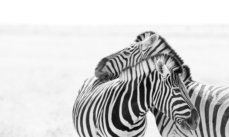 Обои зебра, любовь, пара, белый фон, зебры, zebra, love, pair, white background разрешение 2046x1352 Загрузить