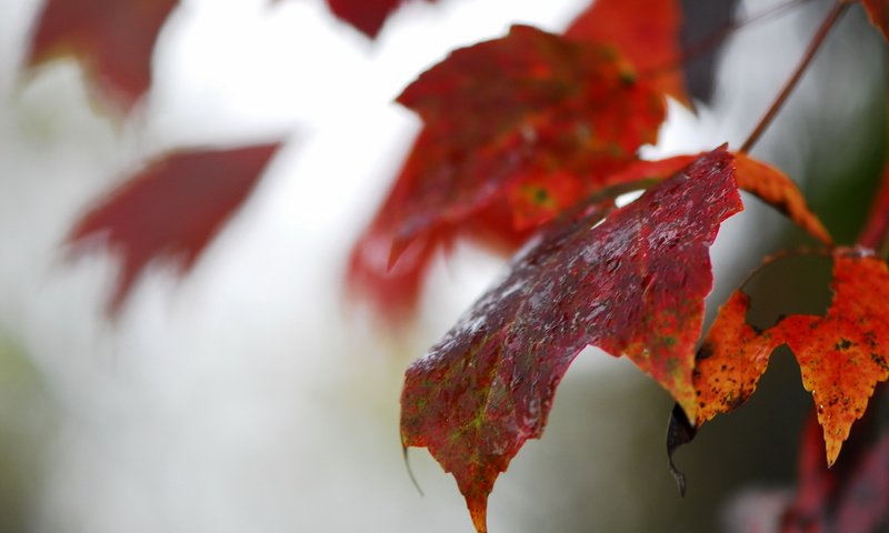 Обои природа, листья, осень, размытость, осенние листья, nature, leaves, autumn, blur, autumn leaves разрешение 2560x1707 Загрузить