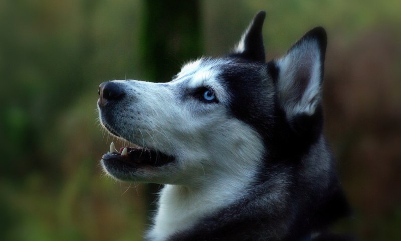 Обои портрет, собака, профиль, сибирский хаски, portrait, dog, profile, siberian husky разрешение 1920x1200 Загрузить