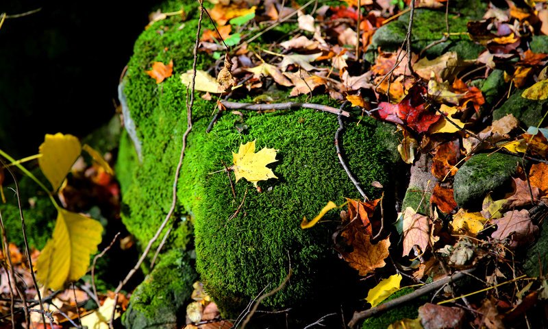 Обои природа, листья, ветки, осень, камень, мох, осенние листья, nature, leaves, branches, autumn, stone, moss, autumn leaves разрешение 2048x1365 Загрузить