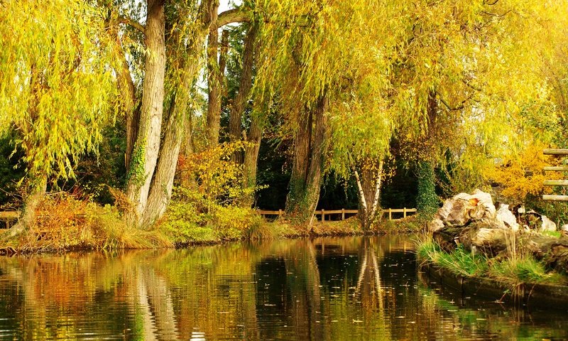 Обои деревья, пейзаж, парк, осень, пруд, trees, landscape, park, autumn, pond разрешение 4800x2700 Загрузить