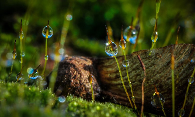 Обои макро, роса, капли, мох, растение, macro, rosa, drops, moss, plant разрешение 2048x1314 Загрузить