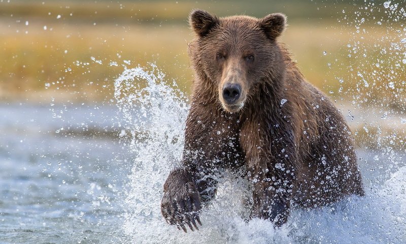 Обои вода, медведь, брызги, рыбалка, большой, бурый, water, bear, squirt, fishing, large, brown разрешение 1920x1200 Загрузить