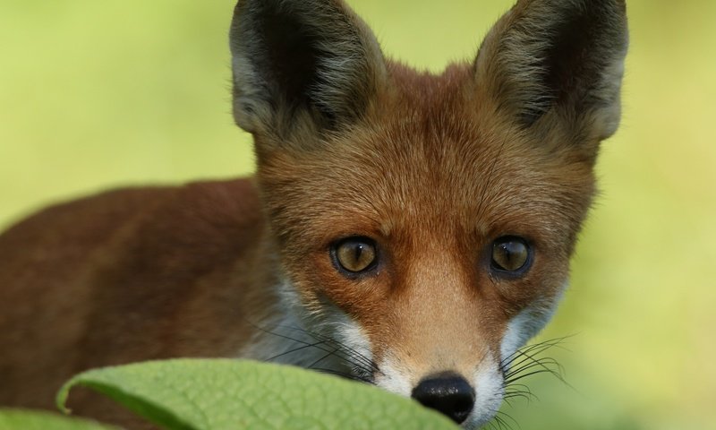 Обои глаза, лиса, лисица, уши, eyes, fox, ears разрешение 2048x1317 Загрузить