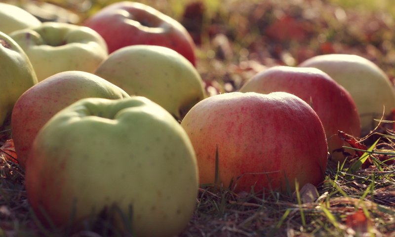 Обои природа, макро, фрукты, яблоки, nature, macro, fruit, apples разрешение 2560x1600 Загрузить