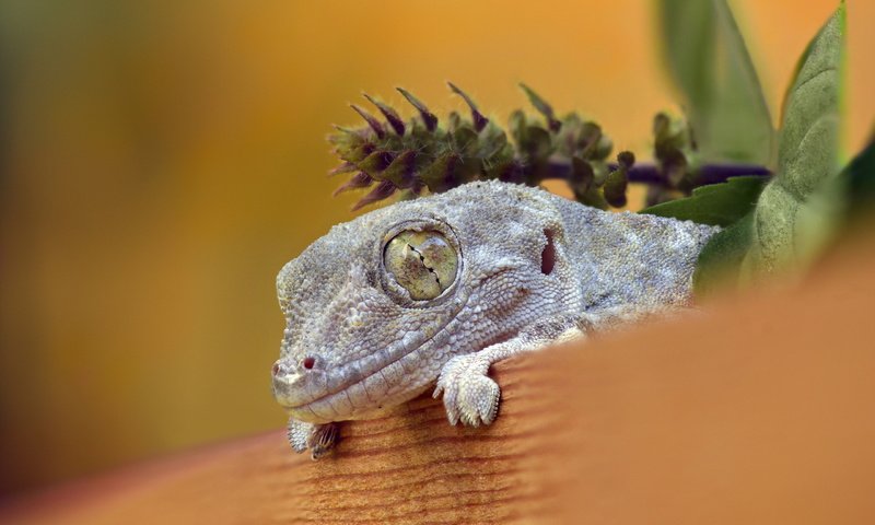 Обои природа, фон, ящерица, nature, background, lizard разрешение 2560x1700 Загрузить