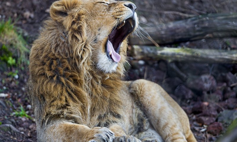 Обои кошка, лев, язык, зевает, ©tambako the jaguar, cat, leo, language, yawns разрешение 2048x1536 Загрузить