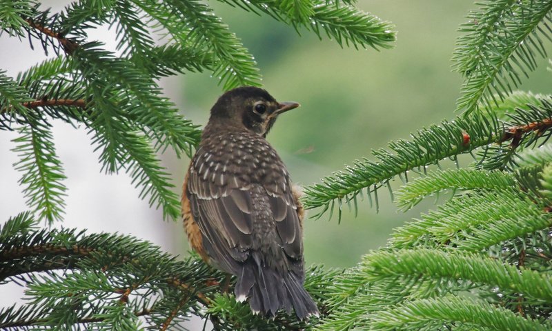 Обои природа, ветки, птица, клюв, ель, еловая ветка, nature, branches, bird, beak, spruce, spruce branch разрешение 2048x1536 Загрузить