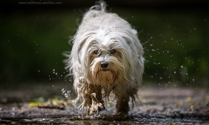 Обои вода, собака, брызги, бег, гаванский бишон, бишон, ralf bitzer, water, dog, squirt, running, the havanese, bichon разрешение 2048x1365 Загрузить