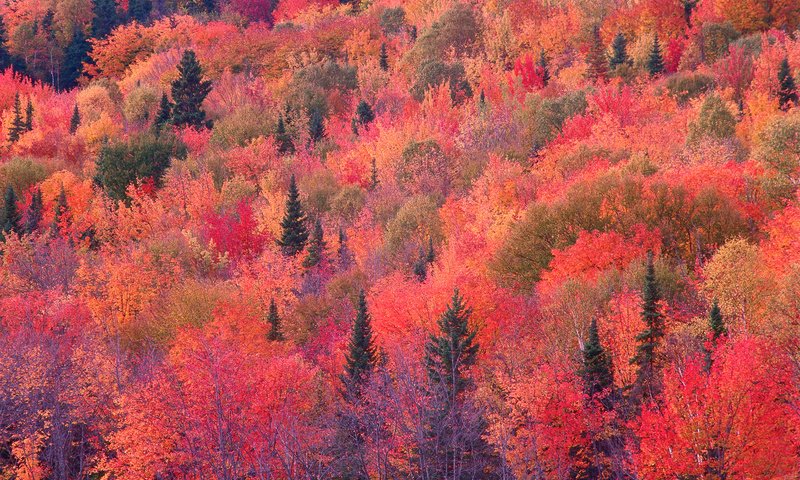 Обои деревья, лес, склон, осень, багрянец, trees, forest, slope, autumn, the crimson разрешение 1920x1200 Загрузить
