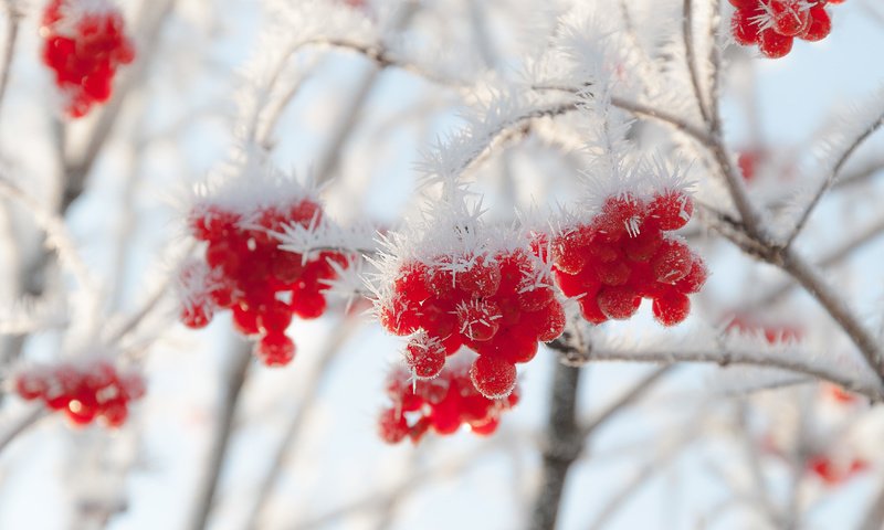 Обои зима, иней, ягоды, калина, winter, frost, berries, kalina разрешение 3454x2213 Загрузить