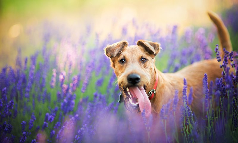 Обои цветы, природа, поле, лаванда, собака, пес, flowers, nature, field, lavender, dog разрешение 2048x1365 Загрузить